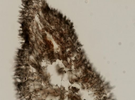Callyspongia macrodactyla