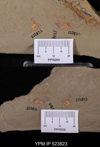 undet. Xiphosurida