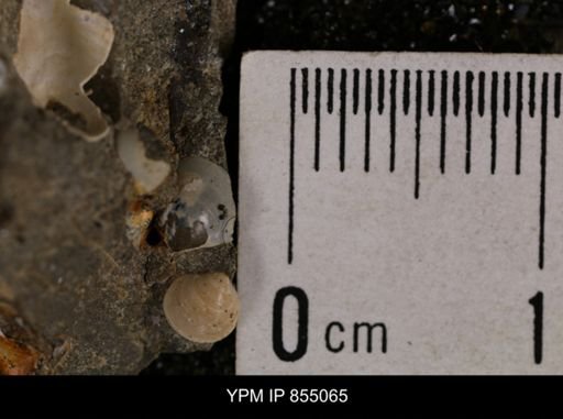 Protocardia subquadrata