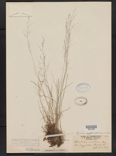 Muhlenbergia uniflora