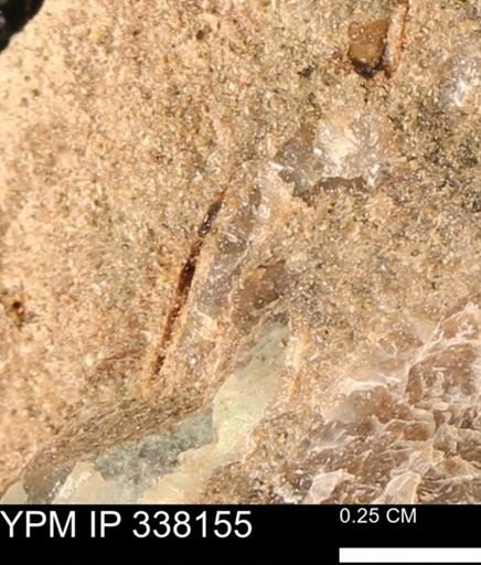 undet. Mollusca