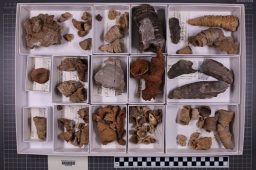 mixed taxa, stratigraphic collection