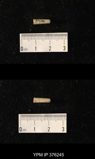Pseudorthoceras knoxense