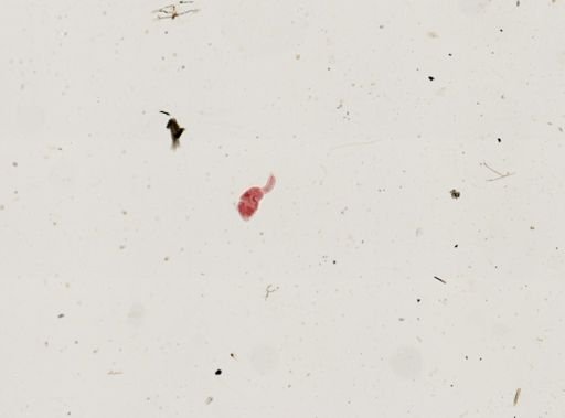Cercaria hemilophura