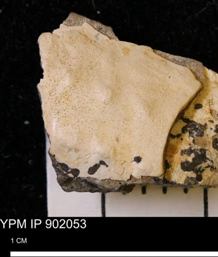 Discoscaphites sp.