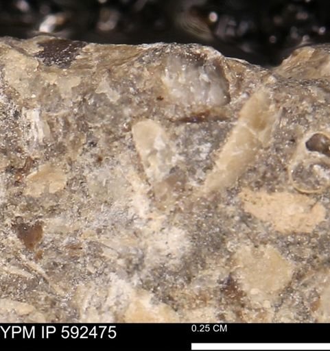 undet. Mollusca
