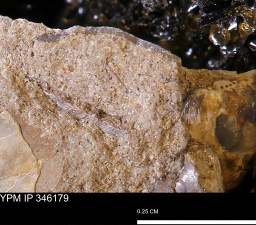 undet. Mollusca