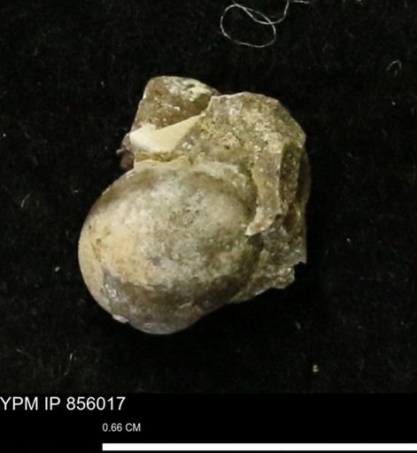 Euspira sp.