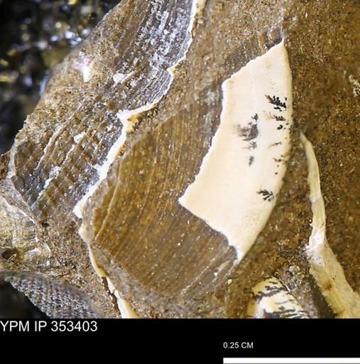 undet. Bivalvia