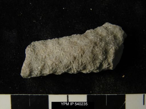Constellaria sp.