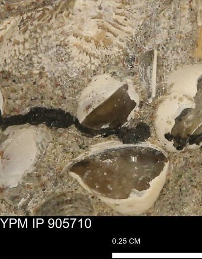 Corbulamella sp.
