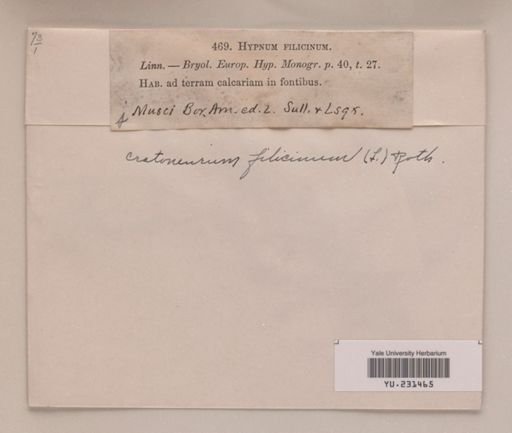 Cratoneuron filicinum