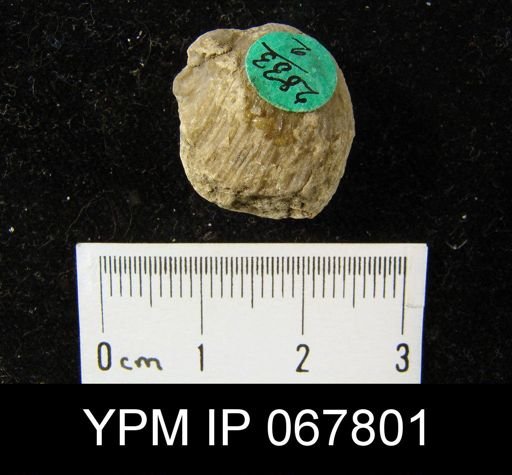 Stropheodonta varistriata meridionalis