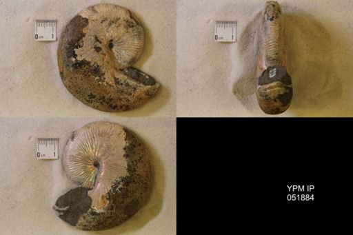 Hoploscaphites nicolletii