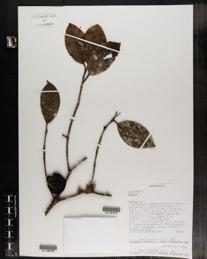 Plantae