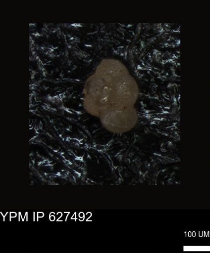 undet. Foraminiferida