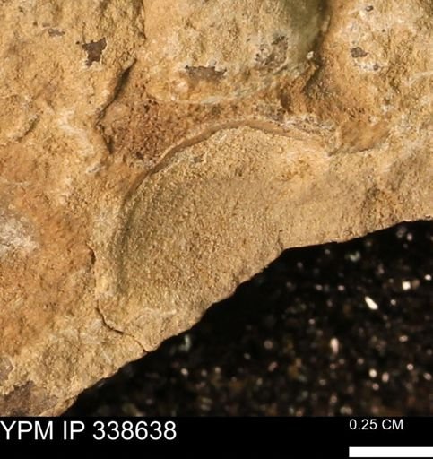 Protocardia subquadrata