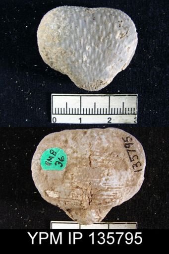 Productus (Waagenoconcha) abichi