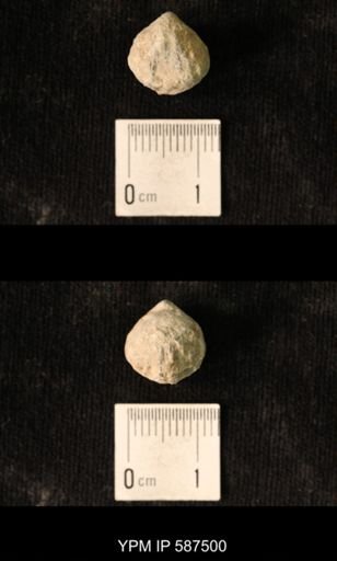 Camarotoechia whitei