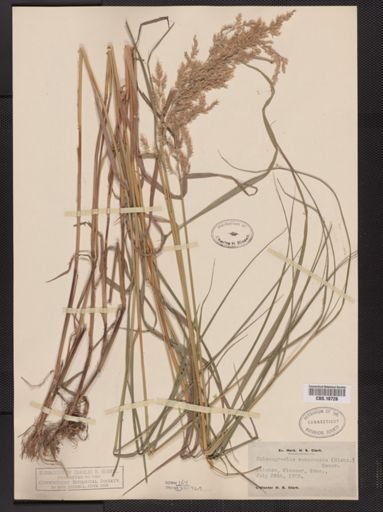 Calamagrostis canadensis