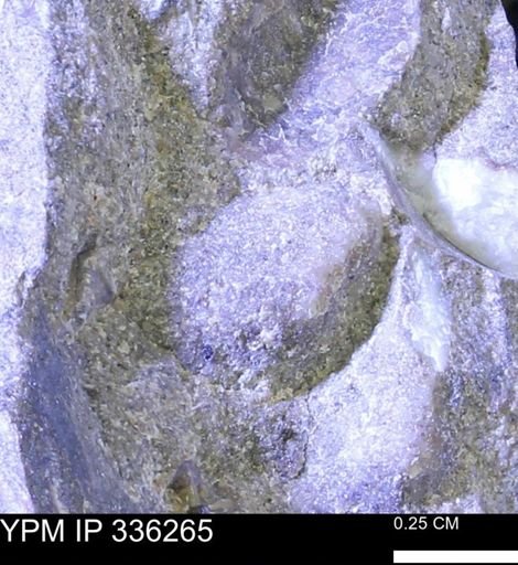 undet. Mollusca