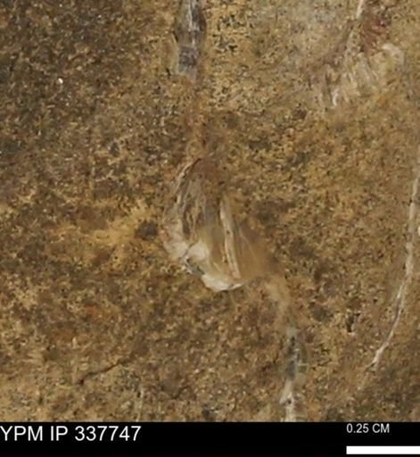 undet. Bivalvia