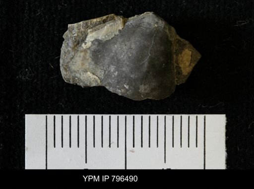 Pteria linguiformis