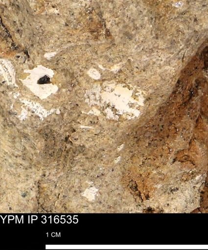 undet. Mollusca