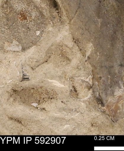 undet. Mollusca