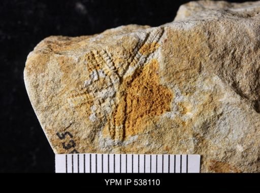 undet. Stelleroidea