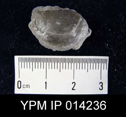 Pholidostrophia iowaensis