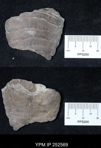 undet. Eurypterida
