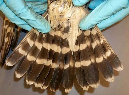 Falco columbarius columbarius