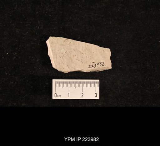 Dichentomum tinctum