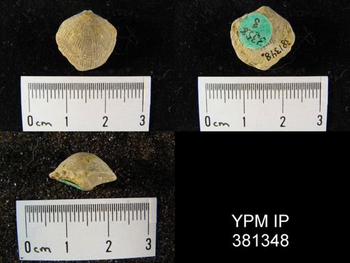 Atrypa reticularis