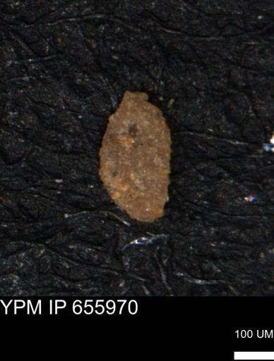 Miliammina manitobensis