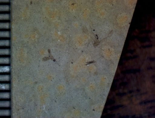 Hymenoptera?