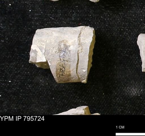 Baculites sp.