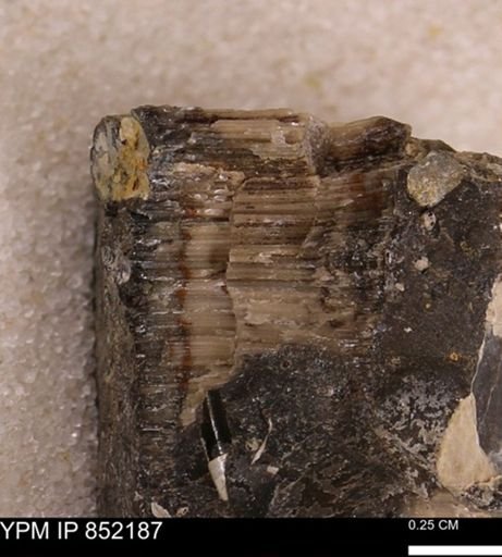 undet. Inoceramidae