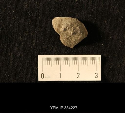 Agelacrinites pileus