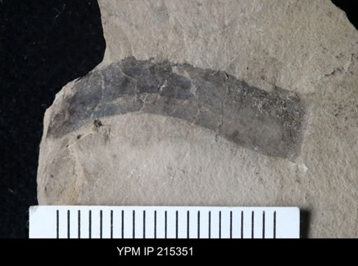 undet. Eurypterida
