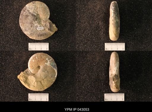 Hoploscaphites nicolletii