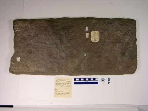 Comptichnus obesus
