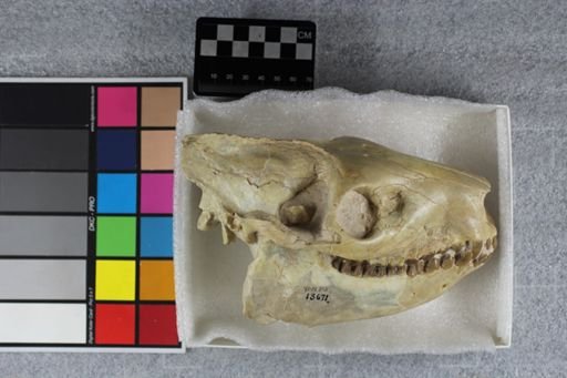 Merycoidodon culbertsoni