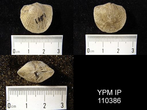 Atrypa reticularis