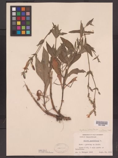 Lychnis alba