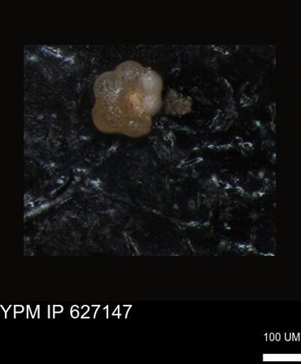 undet. Foraminiferida