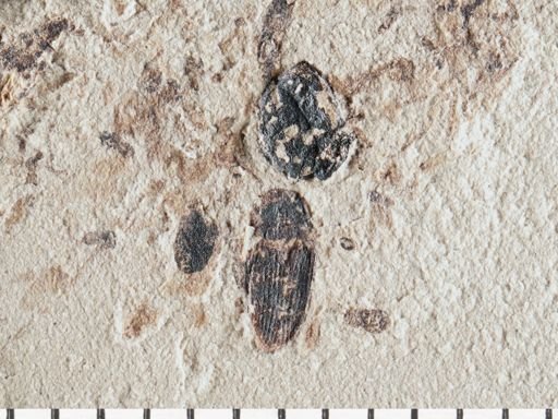 undet. Insecta