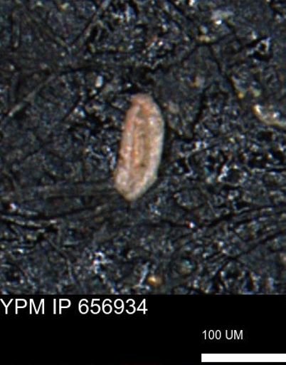 Miliammina cf. sproulei