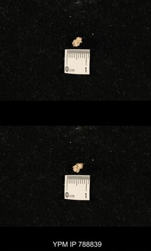 taxon undetermined